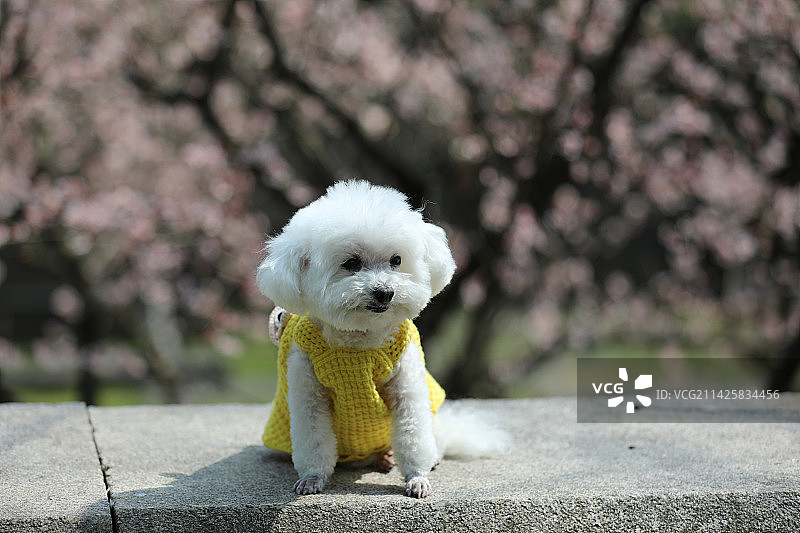 坐在公园里可爱的宠物狗比熊犬图片素材