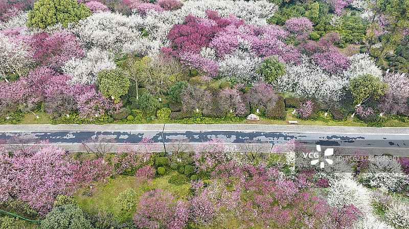 杭州超山风景区梅花盛开图片素材