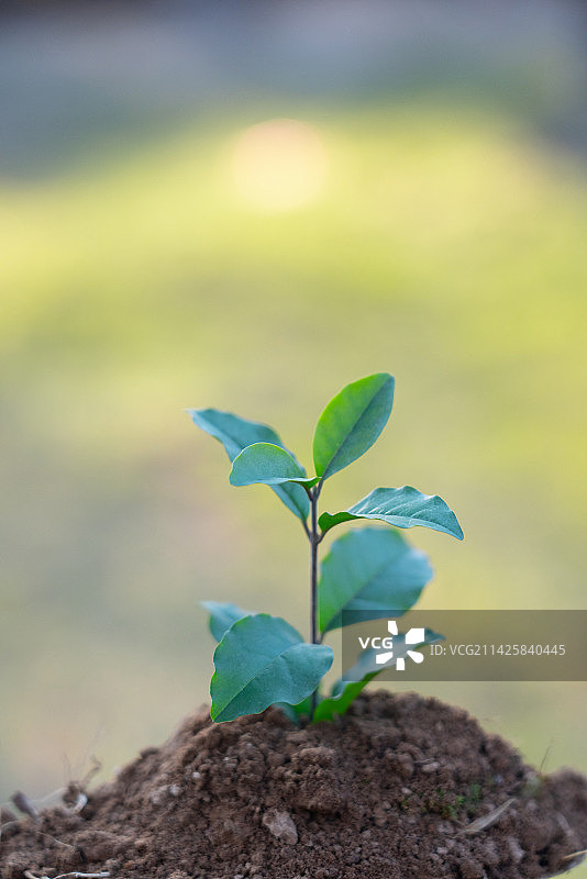 植树节植树树苗图片素材