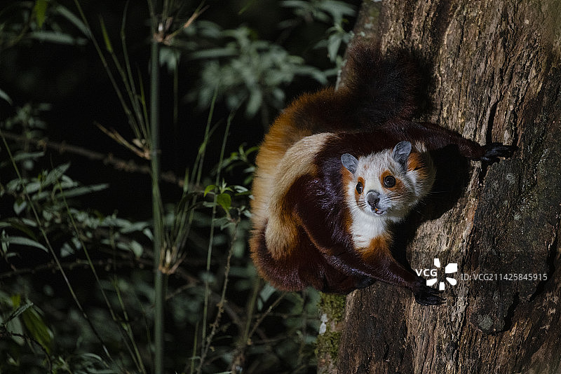 四川马边大风顶国家级自然保护区夜晚枯树树干侧面的红白鼯鼠肖像图片素材