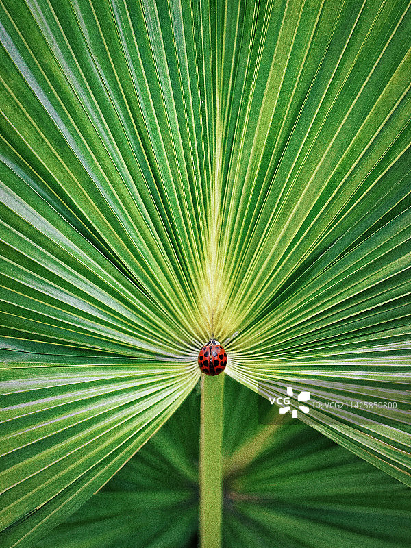 春天的叶子图片素材