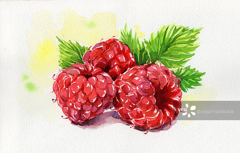 手绘水彩树莓插画图片素材