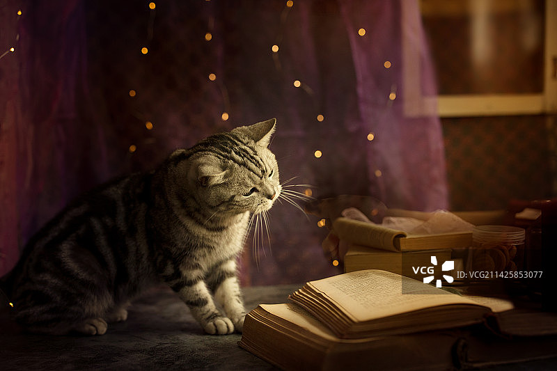 谁家的小猫咪这么爱学习图片素材