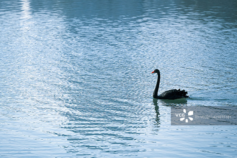 在水面上游动的黑天鹅特写图片素材