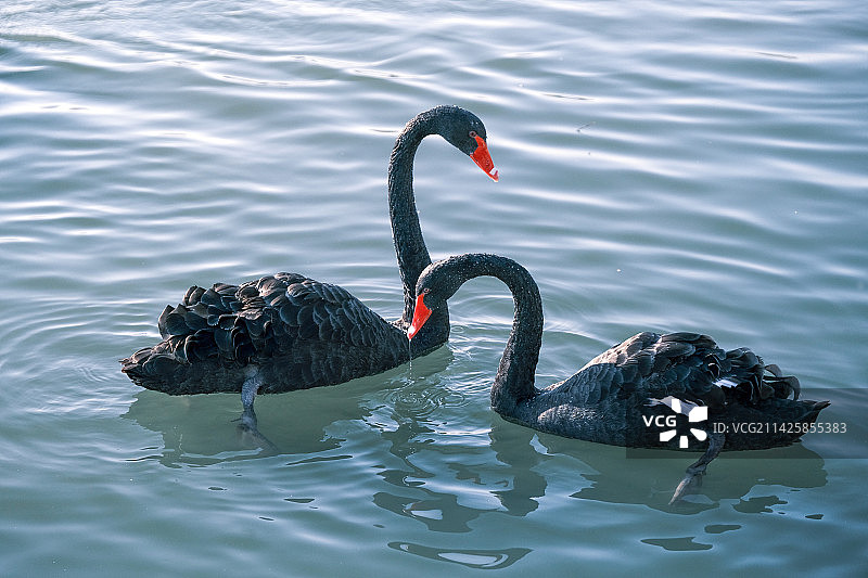 在水面上游动的黑天鹅特写图片素材