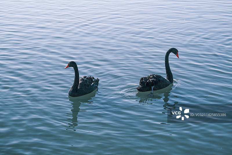 在水面上游动的黑天鹅特写图片素材