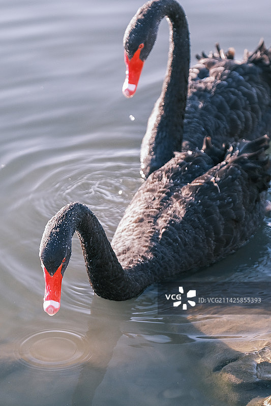 在水面上游动的黑天鹅特写图片素材
