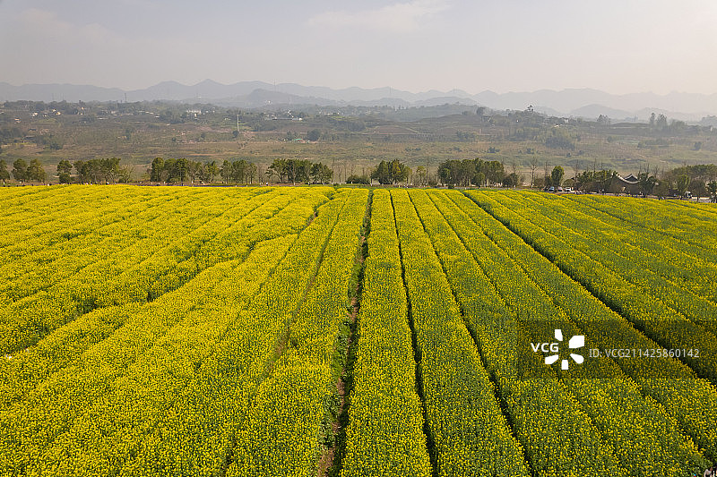 重庆广阳岛油菜花图片素材