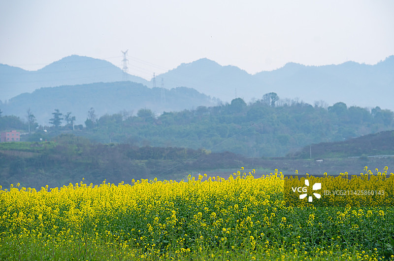重庆广阳岛油菜花图片素材