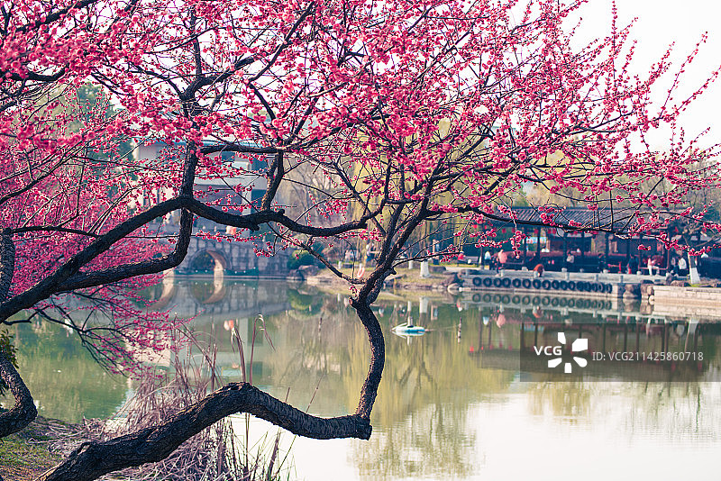 杭州超山梅花图片素材