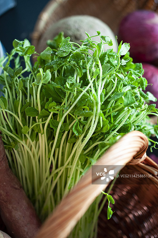 春天 蔬菜 紫甘蓝 洋葱 红心  豆苗 绿色 豆芽  特写 露珠 新鲜 特写 微距 水果 健康图片素材