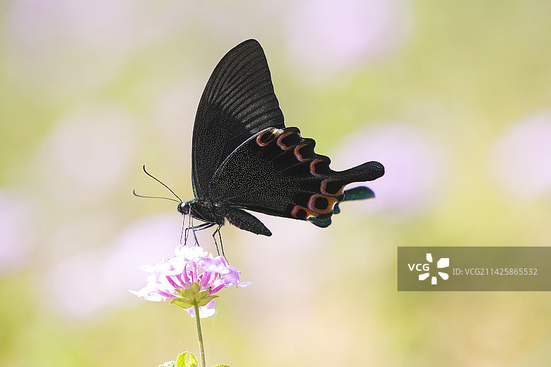 碧凤蝶图片素材