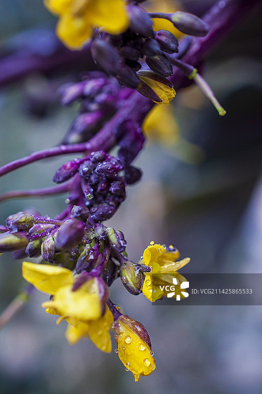 春天 蔬菜 红菜苔 菜  洋葱 红心  豆苗 绿色 豆芽  特写 露珠 新鲜 特写 微距 水果 健康图片素材