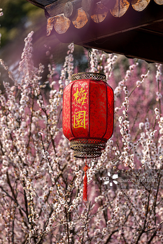 江苏省无锡市荣氏梅园梅花和灯笼风景图片素材