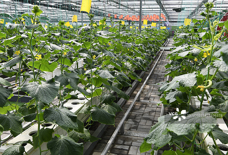 山东临沂兰陵国家农业公园“农科蔬苑”展厅  无土栽培 蔬菜图片素材