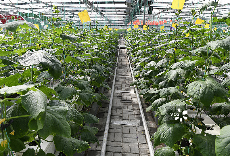 山东临沂兰陵国家农业公园“农科蔬苑”展厅  无土栽培 蔬菜图片素材