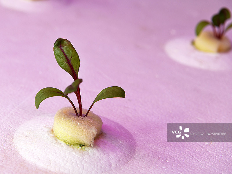 山东临沂兰陵国家农业公园“农科蔬苑”展厅  无土栽培 蔬菜图片素材