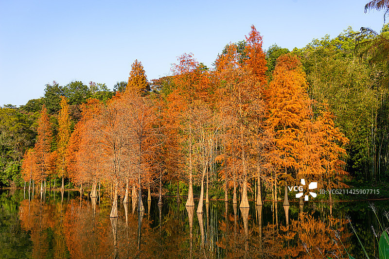 中国广州白云山风景区黄婆洞水库红色落羽杉景观图片素材