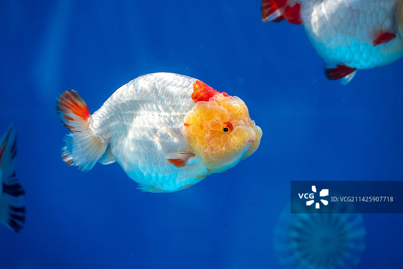 兰寿金鱼图片素材