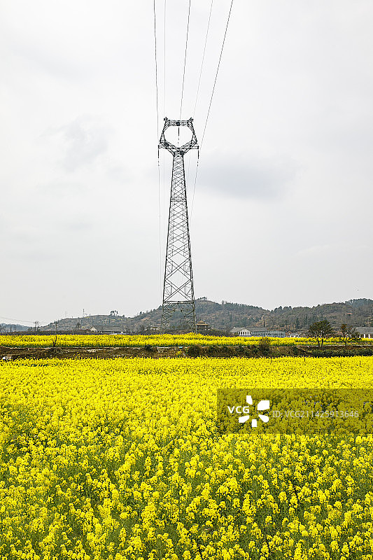 2023年3月5日贵州黔南州惠水好花红乡村旅游区的油菜花，好花红，3月的油菜花图片素材