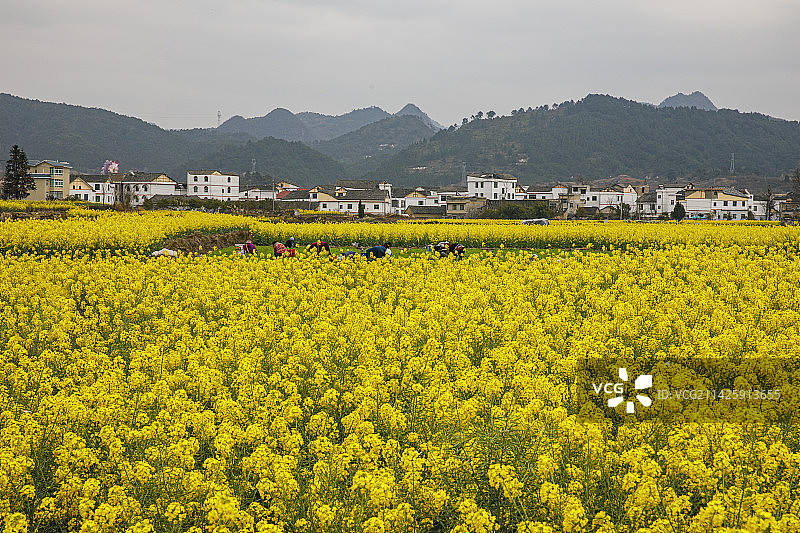 2023年3月5日贵州黔南州惠水好花红乡村旅游区的油菜花，好花红，3月的油菜花图片素材