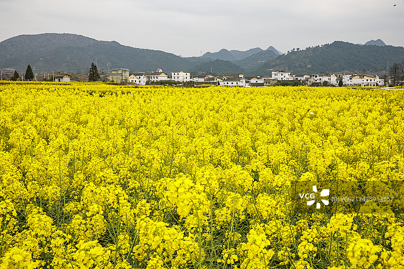 2023年3月5日贵州黔南州惠水好花红乡村旅游区的油菜花，好花红，3月的油菜花图片素材