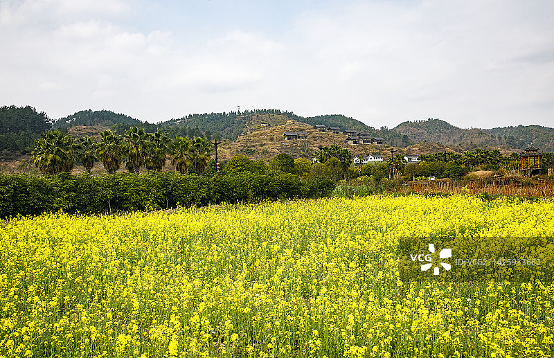 2023年3月5日贵州黔南州惠水好花红乡村旅游区的油菜花，好花红，3月的油菜花图片素材