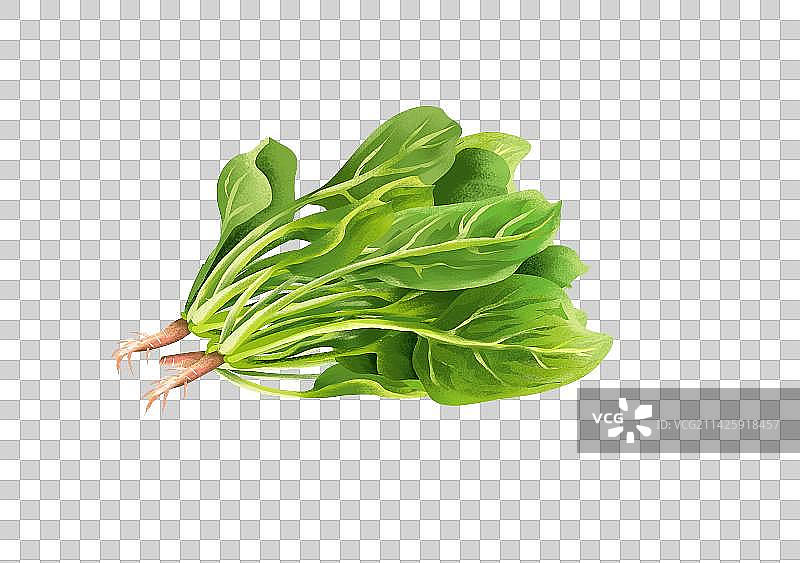 菠菜插画元素图片素材