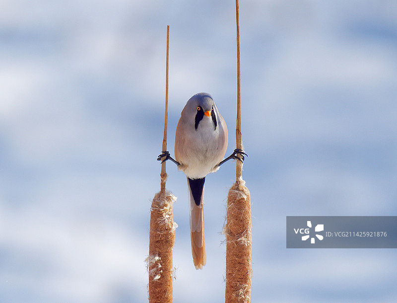 十字支撑图片素材