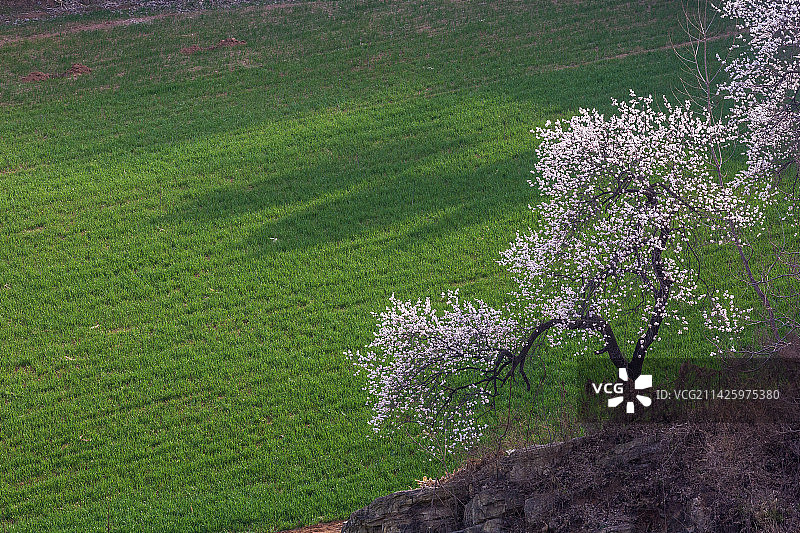 春日暖阳杏花开图片素材