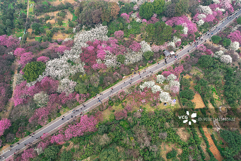 宋韵有约—超山赏梅图片素材