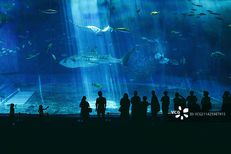 冲绳美丽海水族馆图片素材