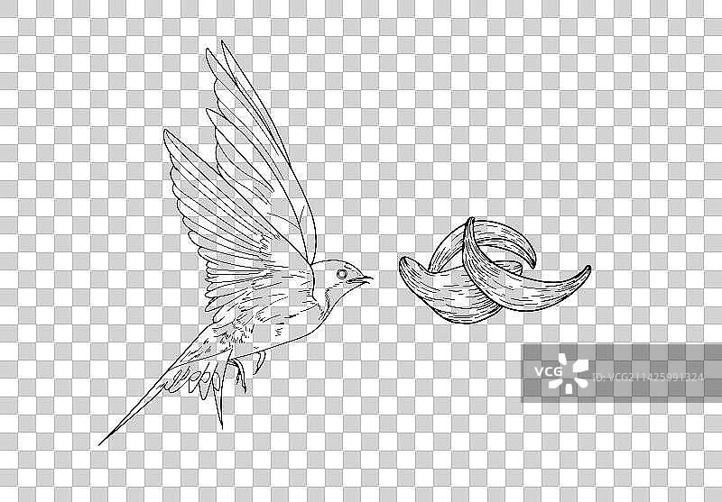 简约燕窝线条燕子插画图片素材