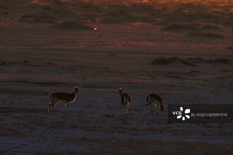 戈壁草原上的鹅喉羚图片素材