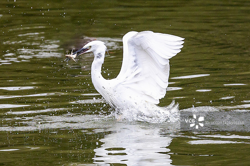 白鹭的旱餐图片素材