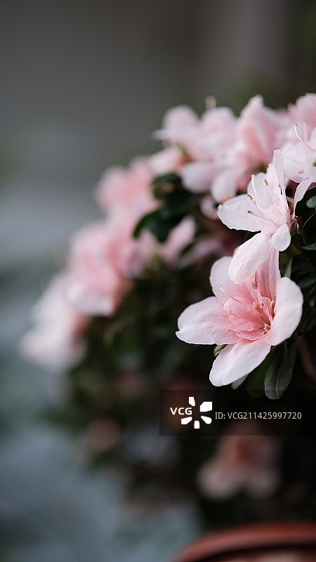 杜鹃花图片素材