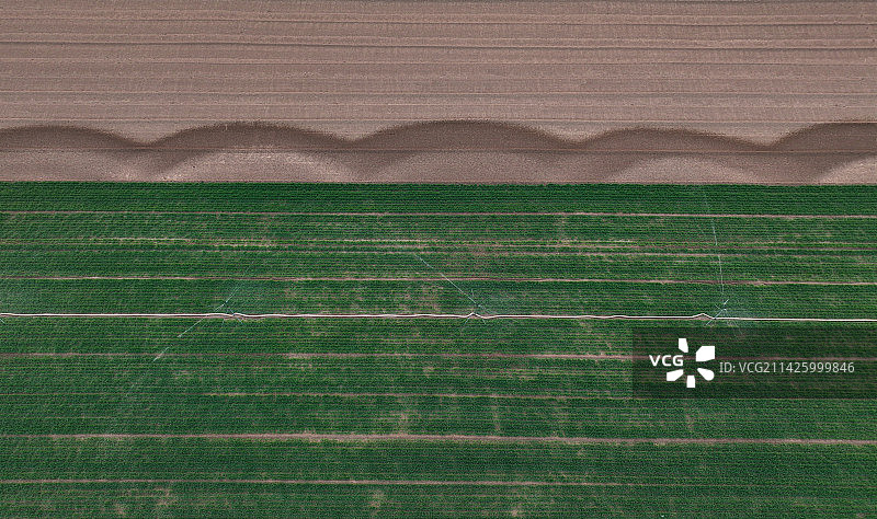 初春的麦田图片素材