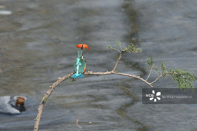 小翠闹春潮图片素材