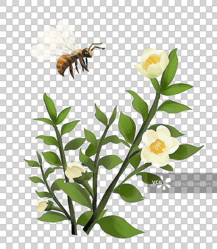 山茶花图片素材