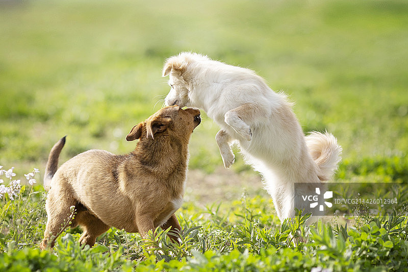 草地上玩耍的小狗图片素材