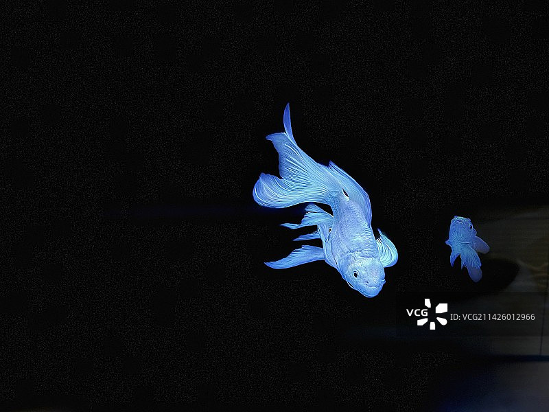 黑色背景下鱼的特写镜头图片素材