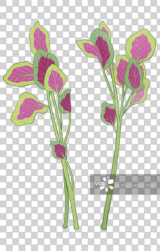 二十四节气之春分春菜苋菜图片素材