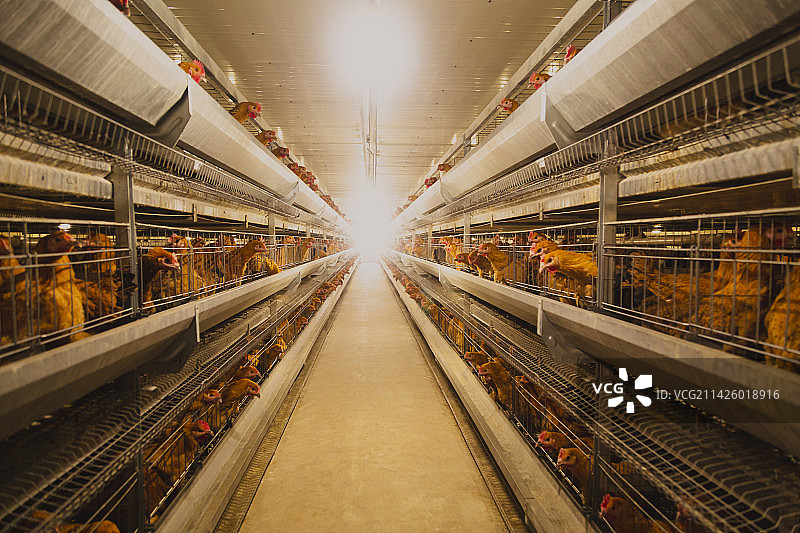 鸡舍图片素材