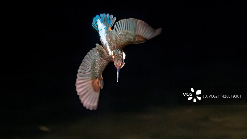 翠鸟俯冲转向图片素材