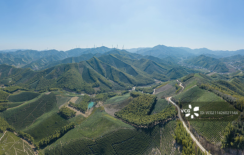浙江长兴县大岗山的竹海茶林图片素材