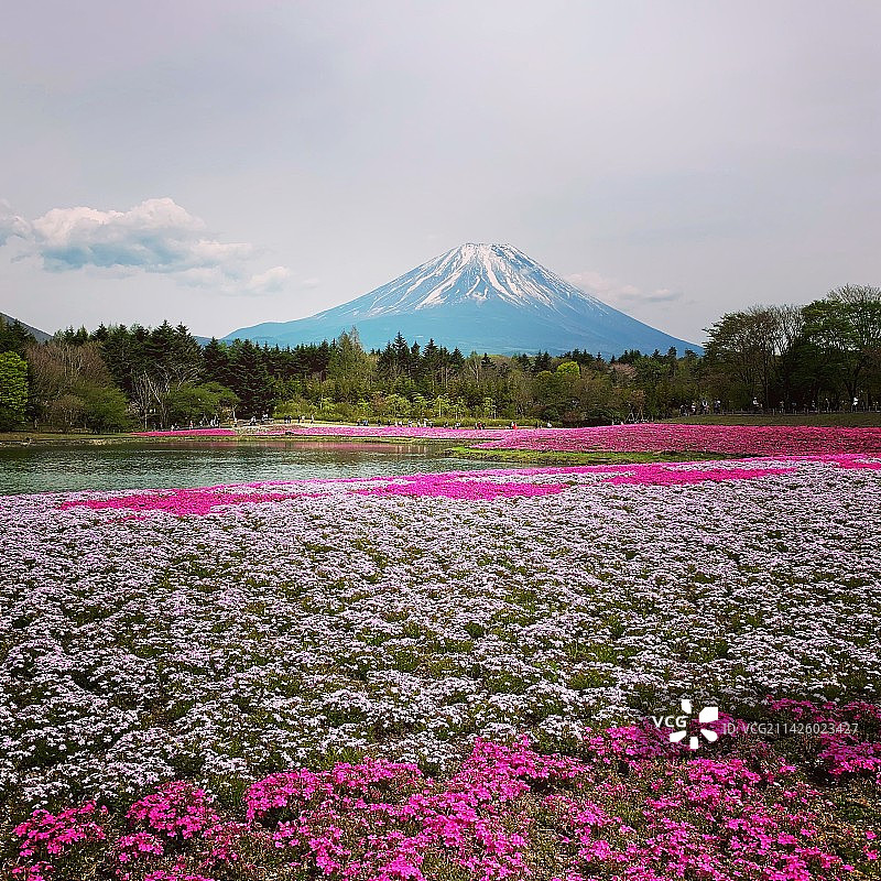 富士山 芝樱图片素材
