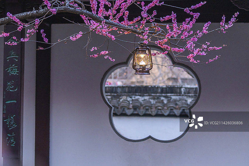 梅花盛开，拍于南京雨花台图片素材