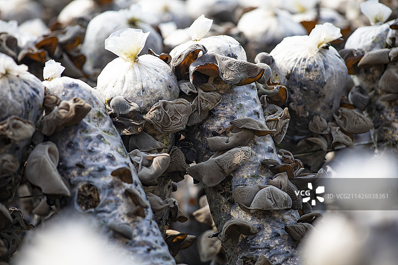户外黑木耳生态种植图片素材