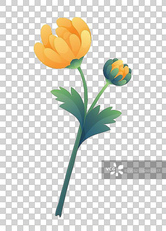 十二花令-元素-菊花-九月图片素材