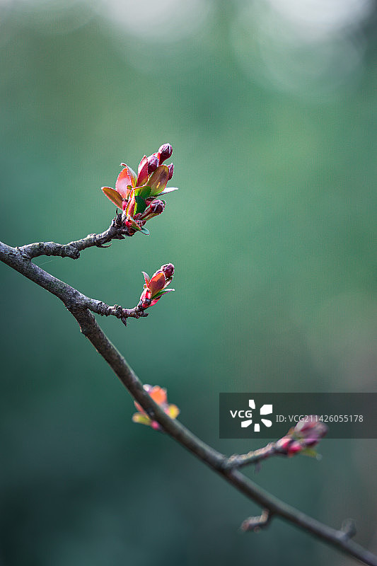 海棠树细枝上的嫩芽和花苞特写图片素材